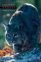 Bobcat: Master of Survival
